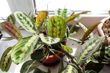 Maranta leuconeura