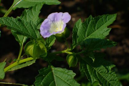 Nikandra miechunkowa