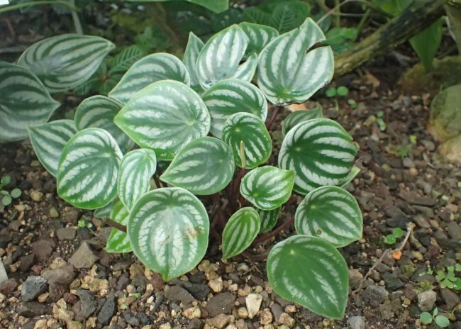 Peperomia srebrzysta