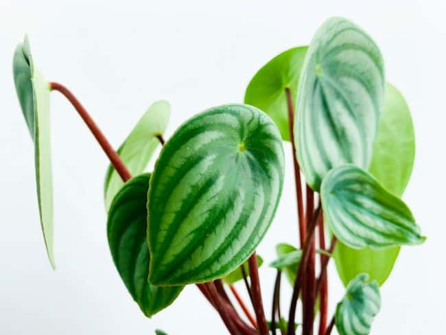 Peperomia srebrzysta