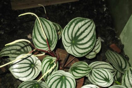 Peperomia srebrzysta