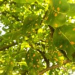 Rdza liści – Rdza gruszy