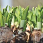 Rośliny cebulowe zimujące w gruncie – cebule narcyzów
