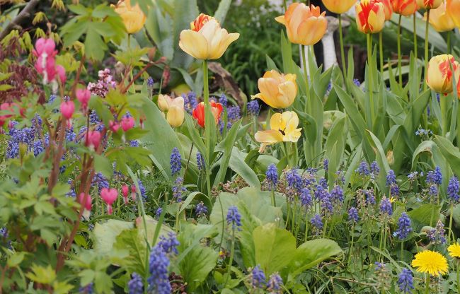 Rośliny cebulowe zimujące w gruncie – tulipany, szafirki