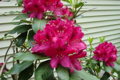 Różanecznik – Rododendron