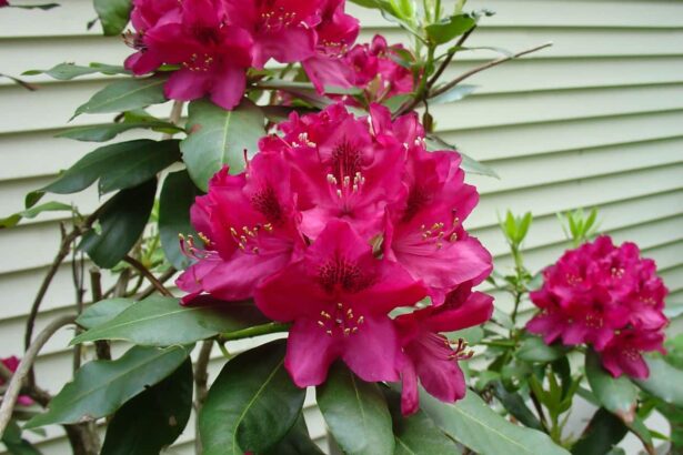 Różanecznik – Rododendron