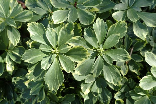 Runianka japońska – 'Variegata'