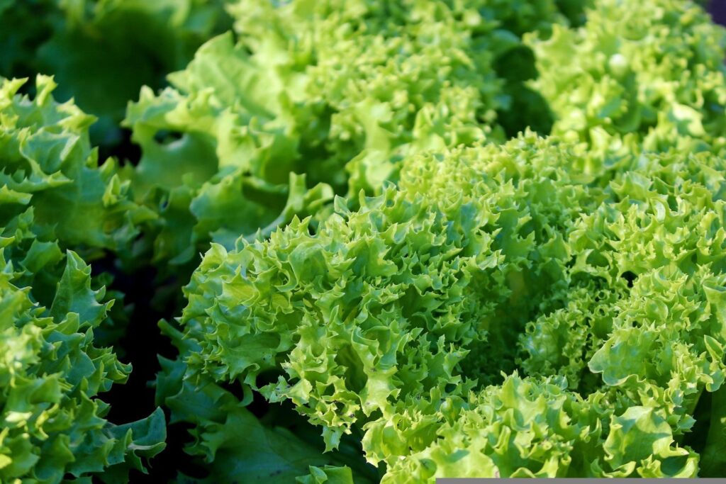 Sałata liściowa Lollo – uprawa i pielęgnacja Sałata liściasta – sałata liściowa Lollo 'Bionda'