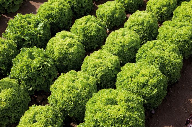 Sałata liściowa Lollo – uprawa i pielęgnacja Sałata liściasta – sałata liściowa Lollo 'Bionda'