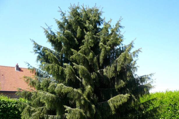 Świerk Brewera