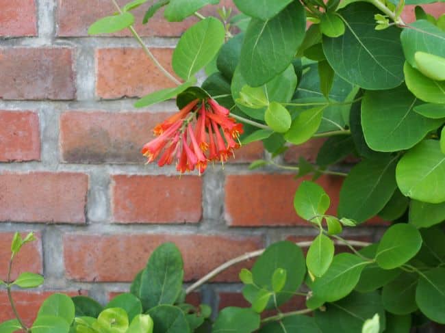 Wiciokrzew Browna 'Dropmore Scarlet'