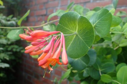 Wiciokrzew Browna 'Dropmore Scarlet'