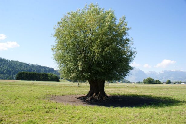Wierzba
