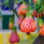 Zaślaz mieszańcowy