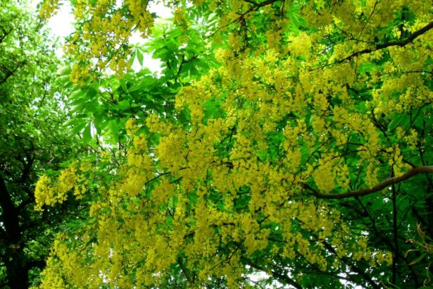 Złotokap zwyczajny 'Golden rain'