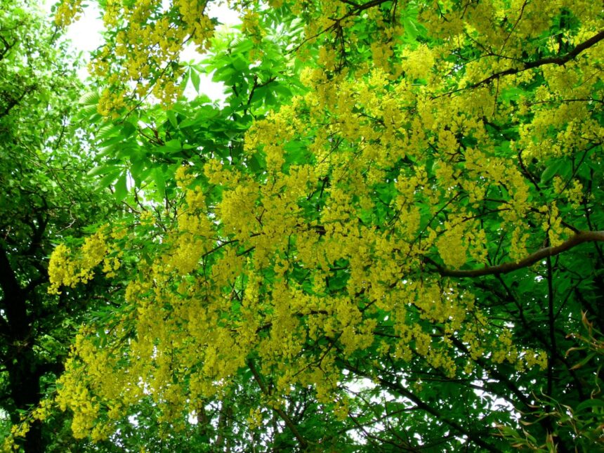 Złotokap zwyczajny 'Golden rain'