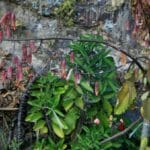 Żyworódka pierzasta