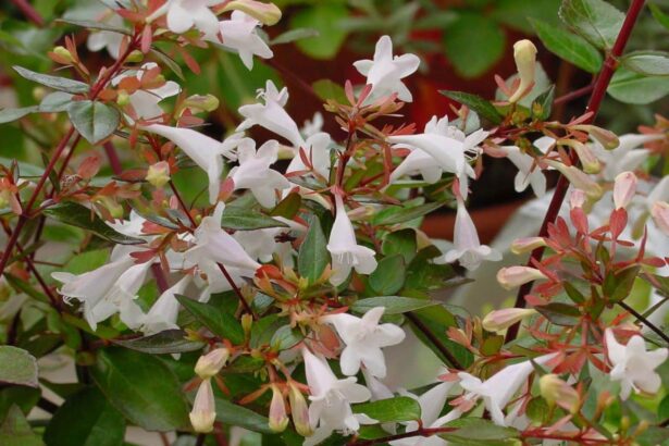Abelia wielkokwiatowa 'Conti'