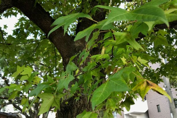 Ambrowiec balsamiczny vel Ambrowiec amerykański