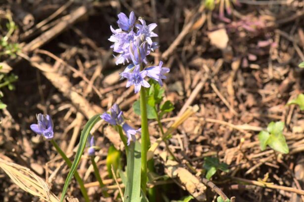 Hiacyntowiec