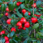 Irga szwedzka ‘Coral beauty’