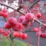 Jabłoń ozdobna – Rajska jabłoń – Jabłoń kwiecista