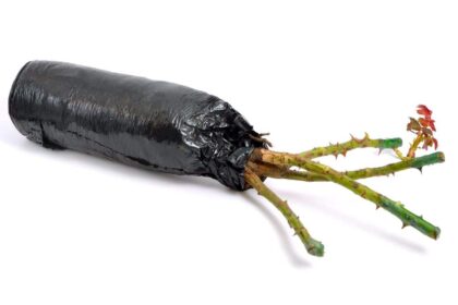 Jak sadzić róże z marketu