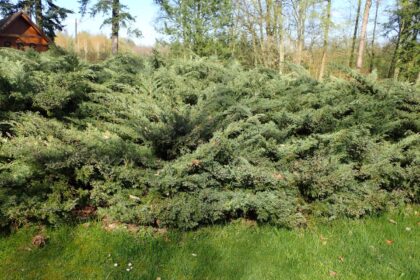 Jałowiec chiński 'Hetzii'