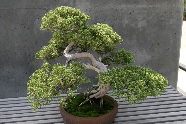 Jałowiec łuskowaty bonsai