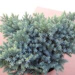 Jałowiec łuskowaty