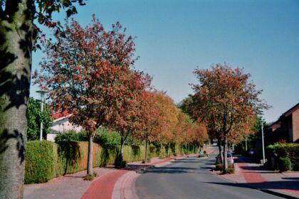 Jarząb szwedzki