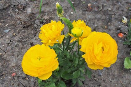 Jaskier azjatycki 'Magic Yellow'