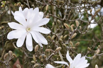 Magnolia gwiaździsta