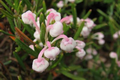 Modrzewnica zwyczajna 'Compacta'