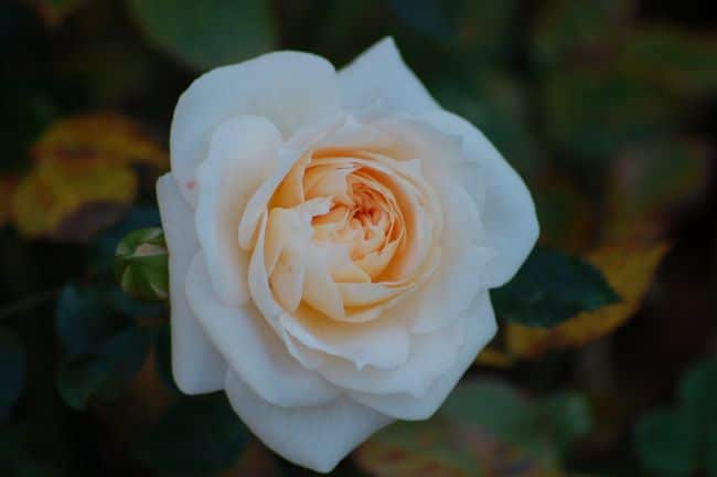Najpiękniejsze róże do ogrodu – róża miniaturowa 'Honeymilk'