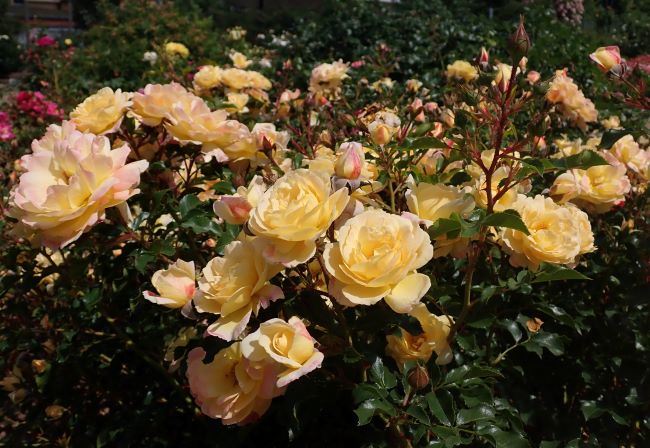 Najpiękniejsze róże do ogrodu – róża okrywowa 'Candela'