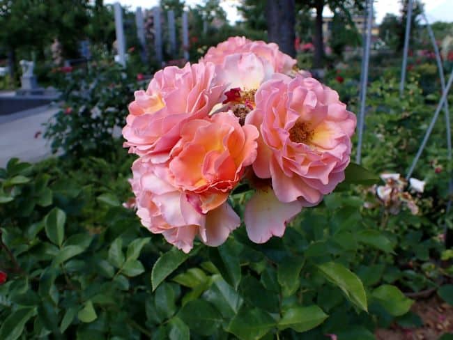Najpiękniejsze róże do ogrodu – róża parkowa 'Arabia'