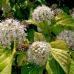 Pęcherznica kalinolistna