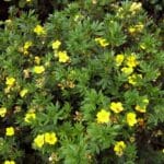 Pięciornik krzewiasty