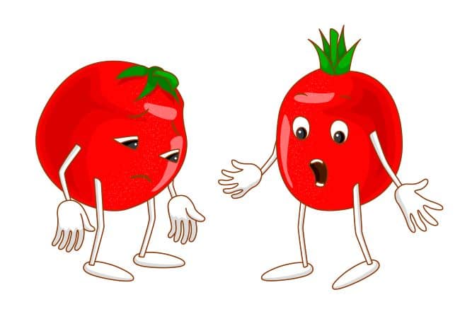 Pomidor to owoc czy warzywo?