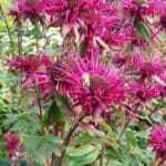 Pysznogłówka ogrodowa