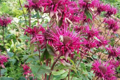 Pysznogłówka ogrodowa