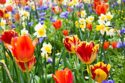 Rośliny cebulowe których nie trzeba wykopywać