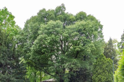 Wiązowiec południowy