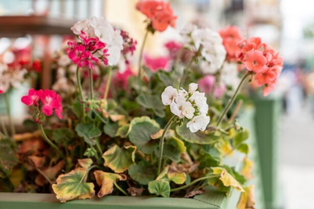 Dlaczego liście pelargonii żółkną