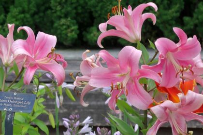 Lilia drzewiasta – Lilia Orienpet 'Robina'