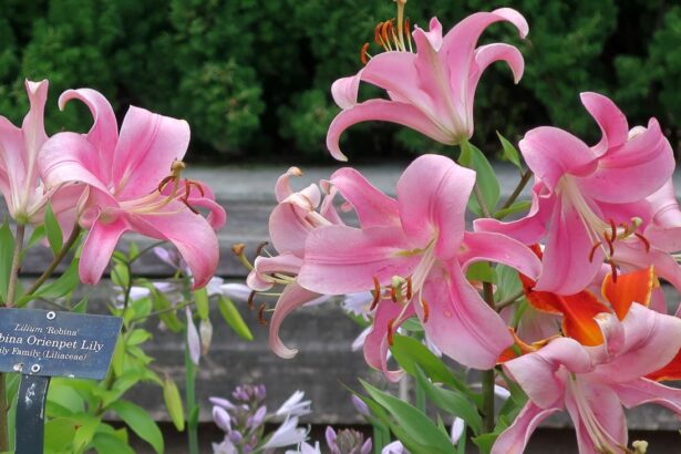 Lilia drzewiasta – Lilia Orienpet 'Robina'