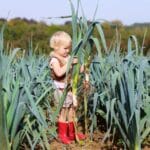 Uprawa pora – zbiory