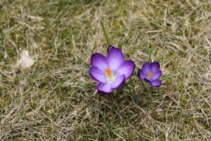Krokus wiosenny