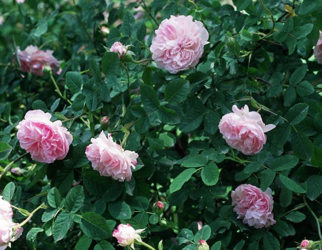 Róża damasceńska 'Quatre Saisons'